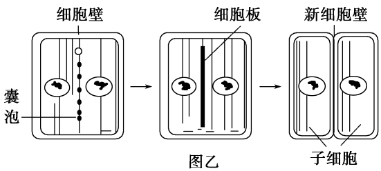 细胞中板过程（细胞板形成过程）-图1