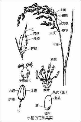 水稻花器官过程（水稻花属于器官吗）-图1