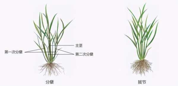 水稻花器官过程（水稻花属于器官吗）-图2