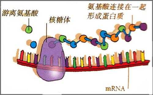 mrna翻译过程的特点（mrna翻译过程动画）-图2
