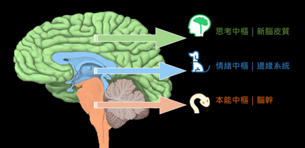人脑演化的过程（人脑的变化）-图1