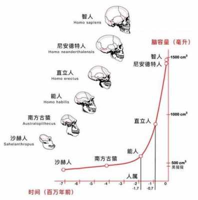 人脑演化的过程（人脑的变化）-图3