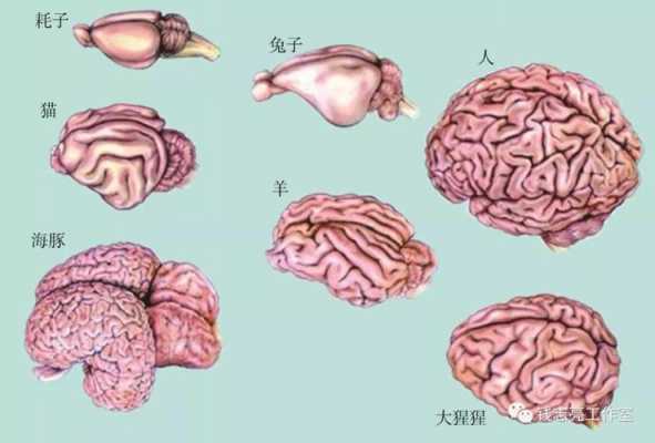 人脑演化的过程（人脑的变化）-图2