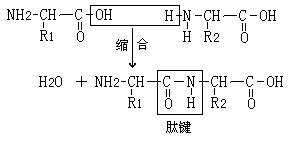 肽键的合成过程（肽键在哪儿合成）-图3