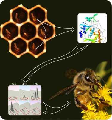 蜜蜂做实验过程（蜜蜂做实验过程视频）-图3