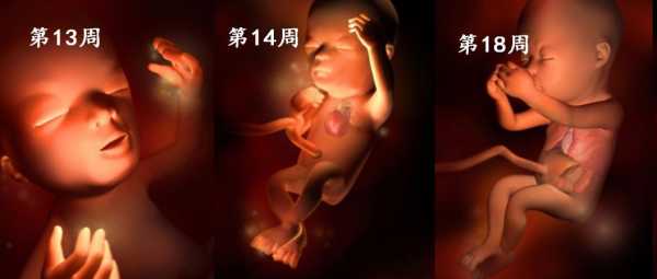怀孕胎儿发育过程视频（怀孕胎儿发育过程视频直播）-图1