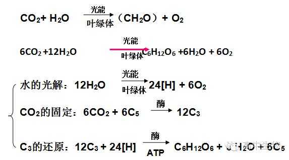 光合反应图解过程（光合反应的化学式是什么呀）-图2