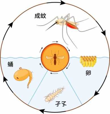蚊子的变化过程（蚊子的变化过程,怎么画图）-图1