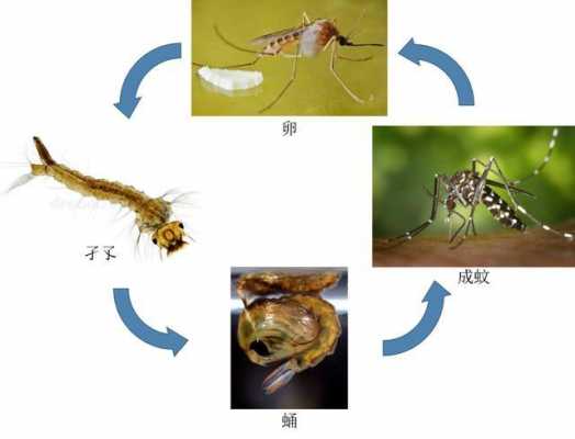 蚊子的变化过程（蚊子的变化过程,怎么画图）-图2