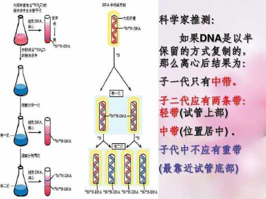 说明dna的复制过程（简要说明dna的复制方式）-图3