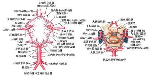 头部血液的循环过程（头部的血液循环途径）-图3