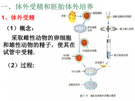 试管受精卵培养过程（试管受精卵培育过程）-图1