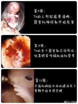 怀孕全过程胎儿图解（怀孕全过程胎儿图解图片）-图3