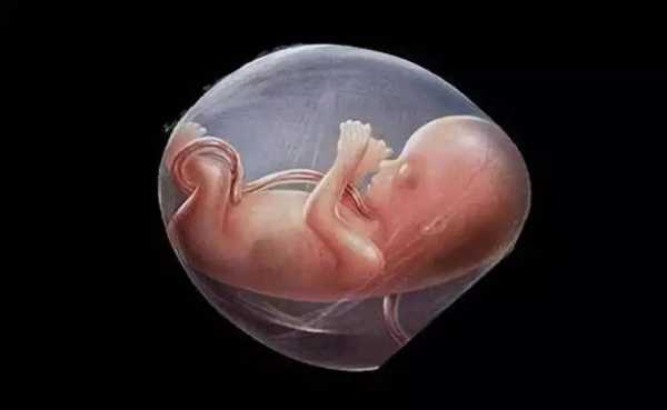 怀孕全过程胎儿图解（怀孕全过程胎儿图解图片）-图1