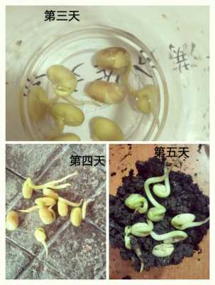 蚕豆发芽过程图片（绿豆1一7天的生长日记）-图2