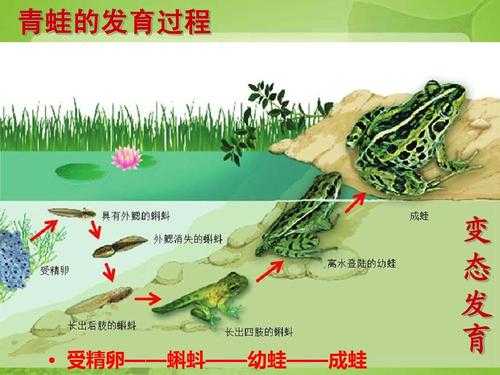 根据青蛙的发育过程的简单介绍-图3