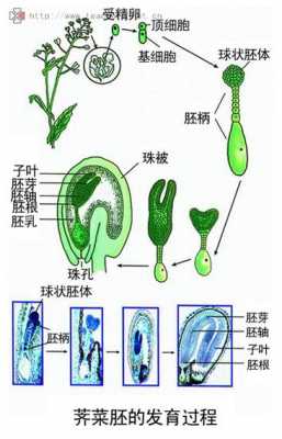 合子植物胚发育过程（合子植物胚发育过程图片）-图2