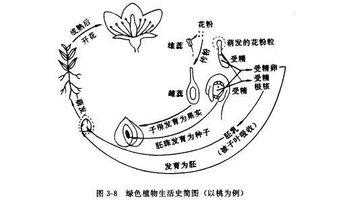合子植物胚发育过程（合子植物胚发育过程图片）-图3