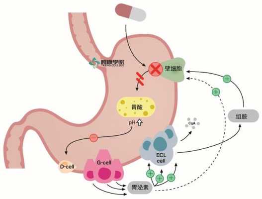胃液分泌过程（胃液分泌过程图片）-图1