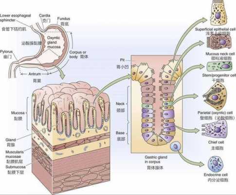 胃液分泌过程（胃液分泌过程图片）-图2