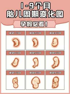 胎儿演变过程（胎儿演变过程图）-图2