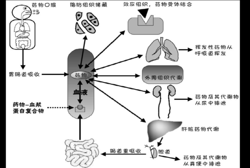 药物排泄过程极性大（药物进行排泄的主要器官）-图2