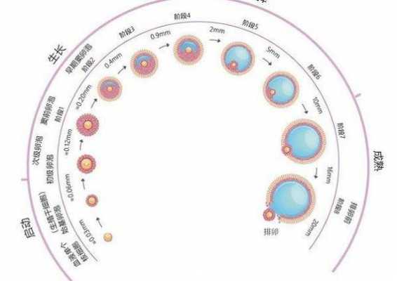 卵泡发育过程（人类卵泡发育过程）-图2