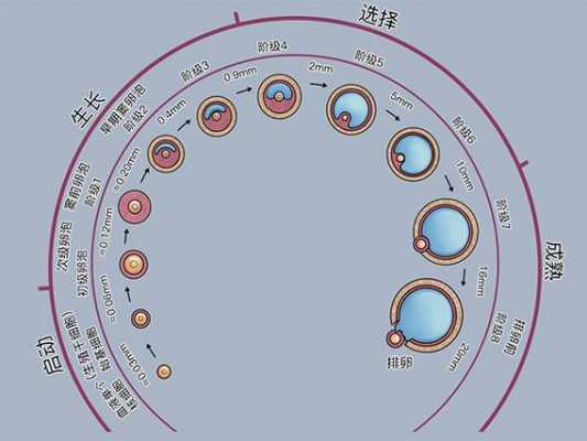 卵泡发育过程（人类卵泡发育过程）-图3