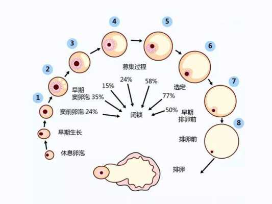 卵泡发育过程（人类卵泡发育过程）-图1