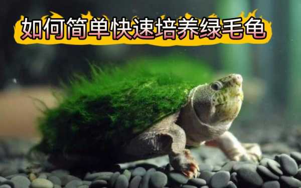 绿毛龟培养过程（绿毛龟的培养）-图3