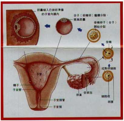 受精过程真人记录（受精过程科普）-图2