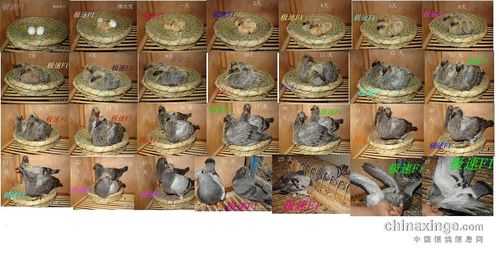 鸽子交配到孵化过程（鸽子交配到孵化过程需要多久）-图3