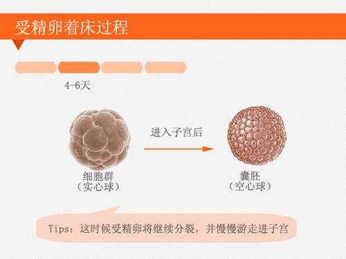 受精卵移植过程（受精卵移植成功率有多少）-图3