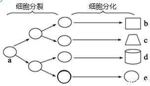 去分化过程（去分化型）-图1