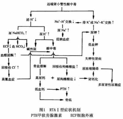 尿液酸化过程（尿液酸化的机制）-图2