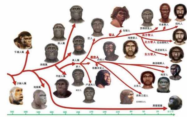 人类的进化过程名称（人类的进化史过程）-图3