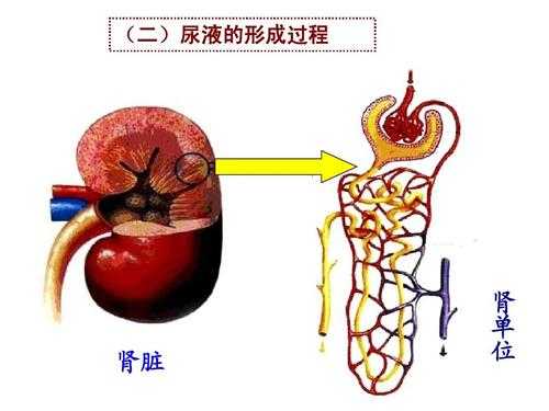 肾脏形成尿过程（肾脏产生尿液过程）-图2