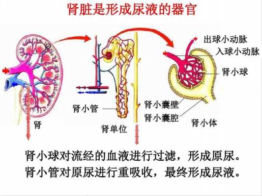 肾脏形成尿过程（肾脏产生尿液过程）-图1