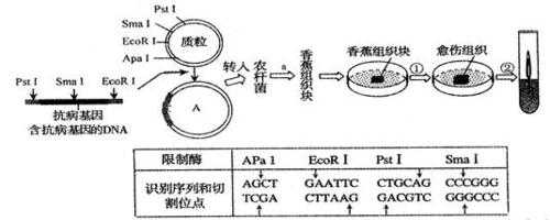 转基因抗病香蕉的培育过程如图所示（转基因香瓜）-图2