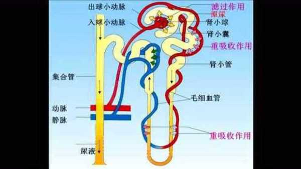 尿排出过程（尿液排出的过程）-图2