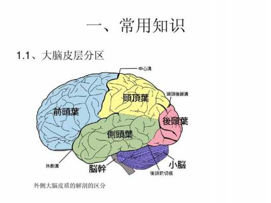 大脑认知过程（大脑认知是什么意思）-图2