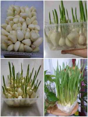大蒜种植过程图片（大蒜种植过程图片幼儿园）-图3