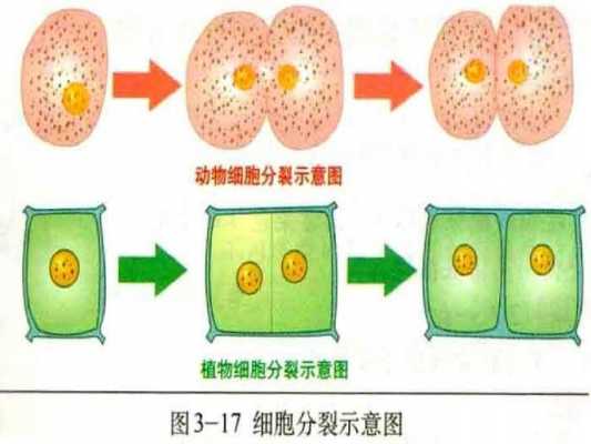 动物细胞的分裂过程（动物细胞分化过程示意图）-图3