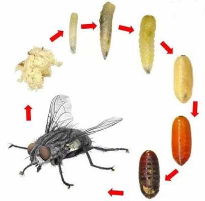 苍蝇演变过程图片（苍蝇的演变过程图片）-图2