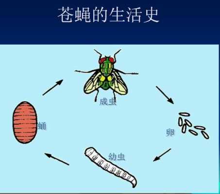 苍蝇演变过程图片（苍蝇的演变过程图片）-图1