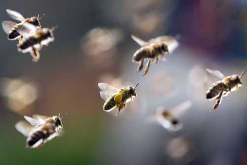 蜜蜂飞回家的过程（蜜蜂飞回来的过程）-图2
