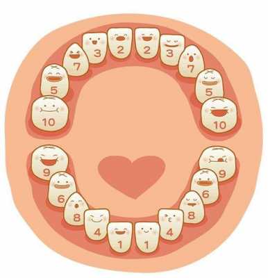 牙发育过程（牙发育过程中最先形成的组织）-图1