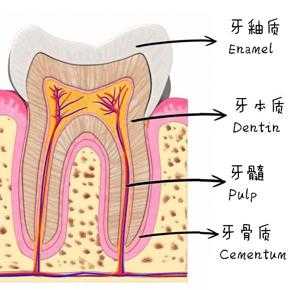 牙发育过程（牙发育过程中最先形成的组织）-图3