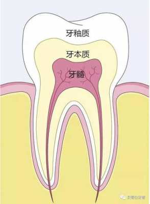 牙发育过程（牙发育过程中最先形成的组织）-图2