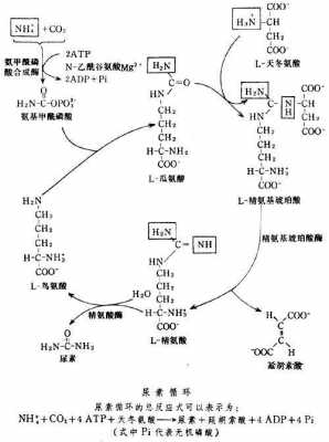尿素的合成过程称为（尿素的合成过程称为 A鸟氨酸循环 B核蛋白质体循环）-图2